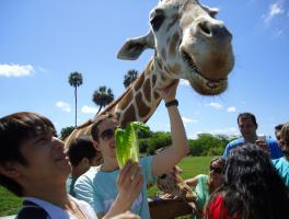 Roberto Finkel / Orlando